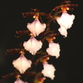 Lemboglossum bictoniense