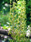Listera ovata Listere a feuilles ovales 3