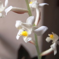 Ludisia discolor Orchidee bijou