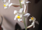 Ludisia discolor Orchidee bijou