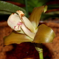Lycaste macrophylla