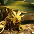 Maxillaria Kegetii