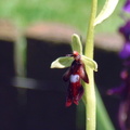 Ophrys insectifera Ophrys  mouche