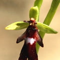 Ophrys insectifera Ophrys  mouche 2