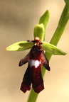 Ophrys insectifera Ophrys  mouche 2