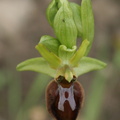 Ophrys sphegodes Ophrys araignee