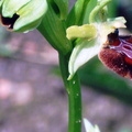 Ophrys sphegodes Ophrys araignee 2