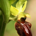 Ophrys sphegodes Ophrys araignee 3