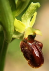 Ophrys sphegodes Ophrys araignee 3