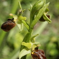 Ophrys sphegodes Ophrys araignee 4