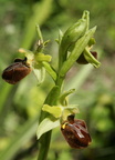Ophrys sphegodes Ophrys araignee 4