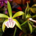 Orchid a determine