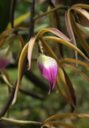 Orchidee 2