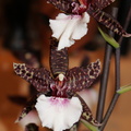 Orchidee 24