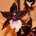 Orchidee 25