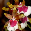 Orchidee 26