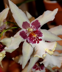 Orchidee 27