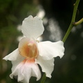 Orchidee blanche
