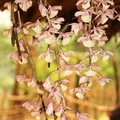 Orchidee_rose.JPG
