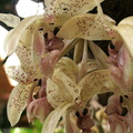 Stanhopea platyceras 