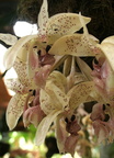 Stanhopea platyceras 