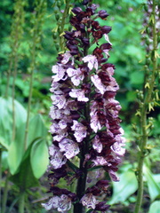 Orchis purpurea Orchis pourpre