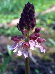Orchis purpurea Orchis pourpre 3