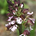Orchis purpurea Orchis pourpre 4