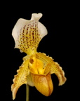 Paphiopedilum arthurianum