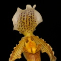 Paphiopedilum arthurianum 2