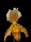 Paphiopedilum arthurianum 2