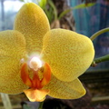 Phalaenopsis 10