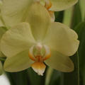 Phalaenopsis 3