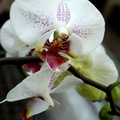 Phalaenopsis 5