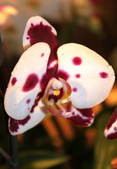 Phalaenopsis Elegant Polka dot