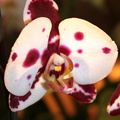 Phalaenopsis Elegant Polka dot