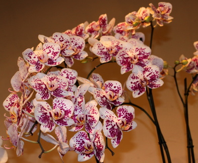 Phalaenopsis Ever spring king