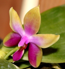 Phalaenopsis Princess violet