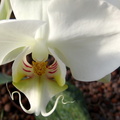 Phalaenopsis amabilis Moon Orchid
