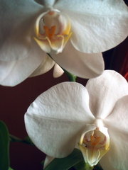 Phalaenopsis amabilis Moon Orchid 2