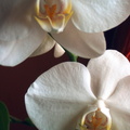 Phalaenopsis amabilis Moon Orchid 2