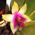 Phalaenopsis_bellina.JPG