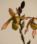 Phragmipedium lindleyanum