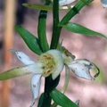 Platanthera chlorantha platanthere a fleurs vertes 3