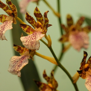 Orchideaceae