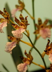 Orchideaceae