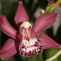orchid_3.JPG