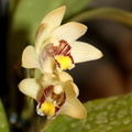 orchidee 23