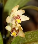 orchidee 23