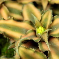 Cryptanthus bivittatus